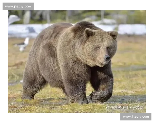 孤胆猛虎血战狼群生死博弈揭示自然法则的残酷真相与生存智慧较量